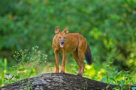 A Roadmap for Dhole Conservation in India | Conservation India