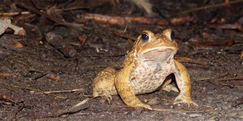 These Volunteer Toad Crossing Guards Help Nature Thrive In Philadelphia | HuffPost