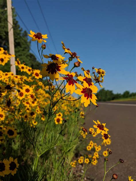 Oklahoma Wildflowers: Visiting the flyover state in spring