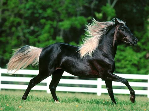 Free Horse Wallpaper and Screensavers - WallpaperSafari