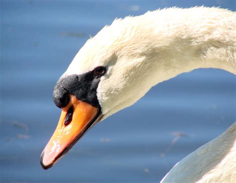 Swan Side View Free Stock Photo - Public Domain Pictures