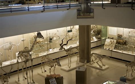 Cambridge Museum of Zoology | Lukas Large | Flickr