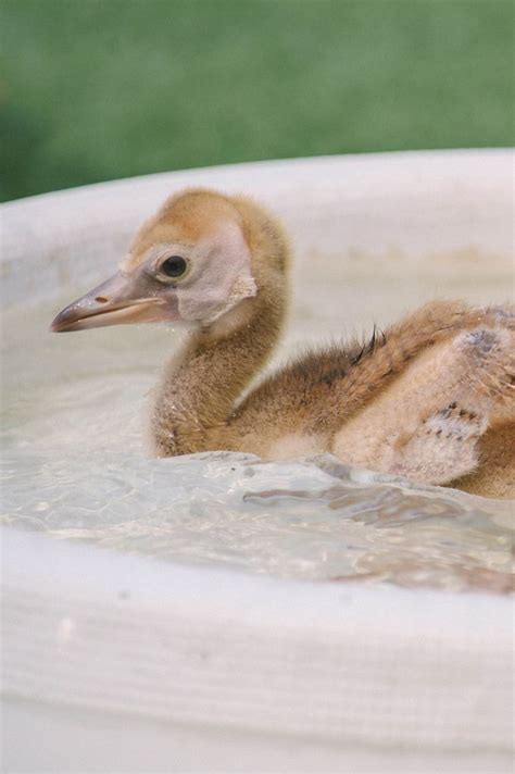 Baby African Crowned Crane. | African crown, Baby animals, Animals