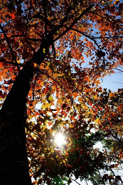 Red Leaves, Maple in Autumn | The Hong Kong Less Traveled