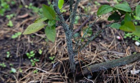 13 Common Blueberry Bush Problems, Pests, and Diseases (and How to Fix Them) Blueberry Companion ...