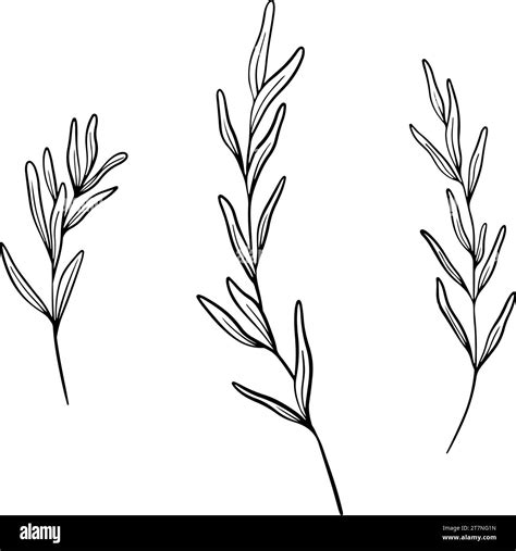 Lavándula officinalis Black and White Stock Photos & Images - Alamy
