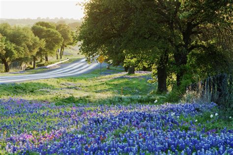 9 great places to see bluebonnets in Texas