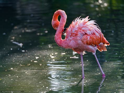 🔥 [50+] Free Pink Flamingo Computer Wallpapers | WallpaperSafari