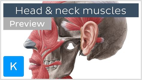 Back Of Skull Muscle Anatomy - Axial Muscles Of The Head Neck And Back Anatomy And Physiology I ...