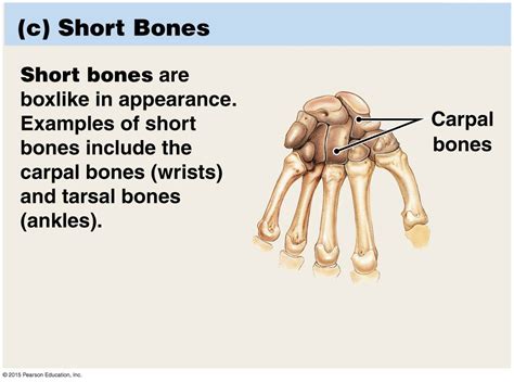 Short Bones | Gross anatomy, Anatomy and physiology, Anatomy