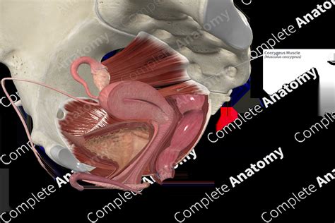 Coccygeus Muscle | Complete Anatomy