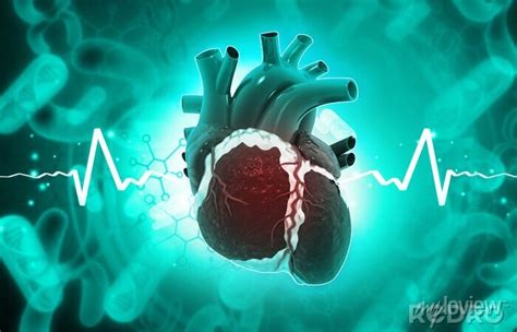 Human heart anatomy with ecg graph. 3d illustration. • adesivos para a ...