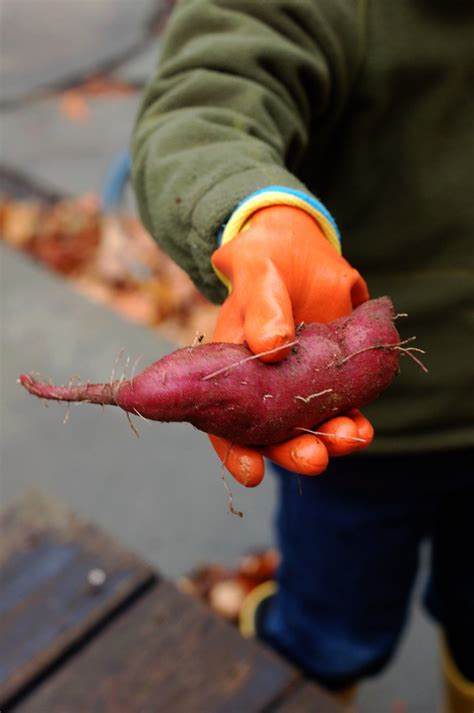 Sweet Potato Harvest! | The Garden of Eating