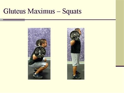 The Hip Joint Exercises and Injuries Pelvis Abnormalities