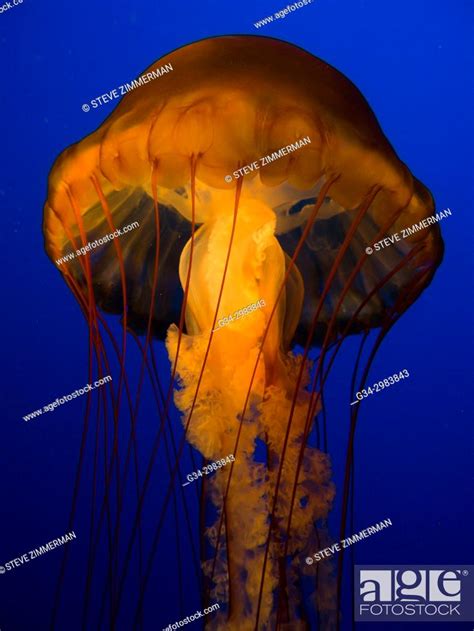 Glow of the Jellyfish in Aquarium, Stock Photo, Picture And Rights ...