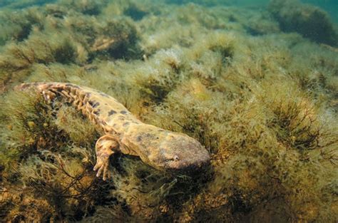 Cannibalistic Dads May Be Contributing to Hellbender Salamander ...