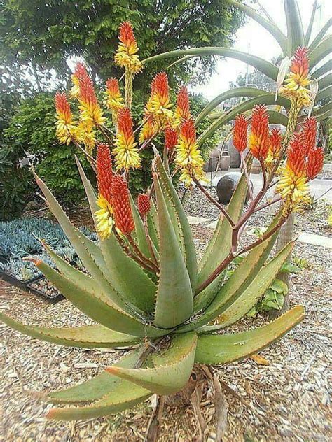 Aloe Vera Plant Flower - Plant Ideas