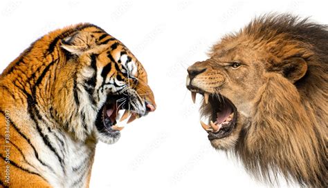 Side view of a lion and a tiger roaring ready to fight, isolated Stock Photo | Adobe Stock