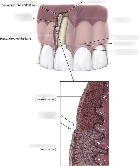 Histology of Mucogingival Junction Diagram | Quizlet