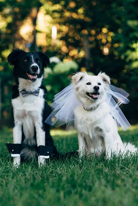 These Furry Friends Made Their Love Official In The Cutest Canine Wedding Ceremony | HuffPost