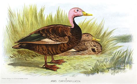 In Search of the Elusive Pink-Headed Duck - Atlas Obscura