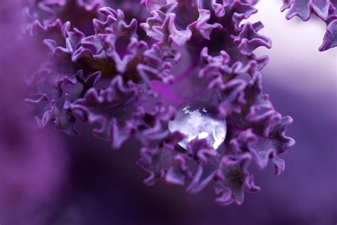 Water Drop On A Leaf Free Stock Photo - Public Domain Pictures