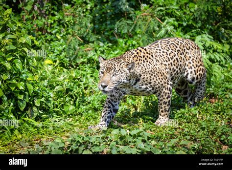 Leopard jaguar animal hunting / beautiful jaguar walking in jungle ...