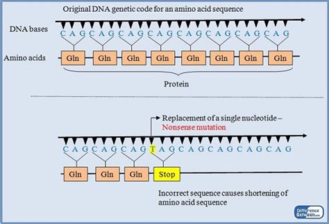 Difference Between Missense and Nonsense Mutation | Missense vs ...