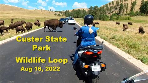 Wildlife Loop Custer State Park - YouTube