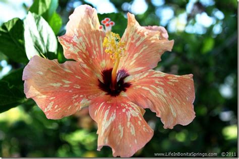 Imperial Shores Variegated Hibiscus