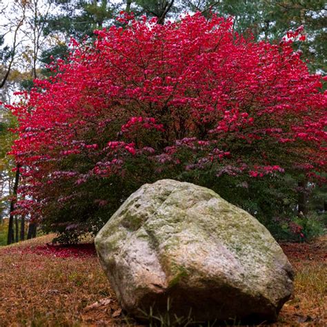 Burning Bushes for Sale | BrighterBlooms.com