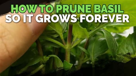 How To Cut Basil Plant : Basil is one of the easiest plants to propagate, root, and grow from a ...