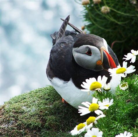 baby puffin | Puffins bird, Pet birds, Bird