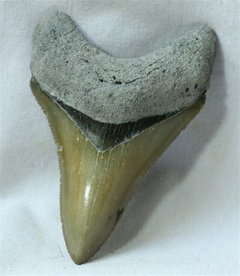 Megalodon Shark Tooth