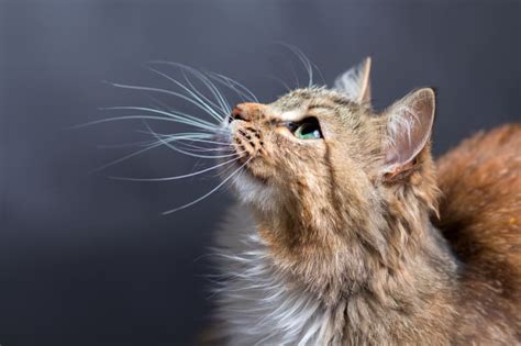 Signs Your Cat May Have Had a Stroke | Ventura Emergency Vet | VMSG