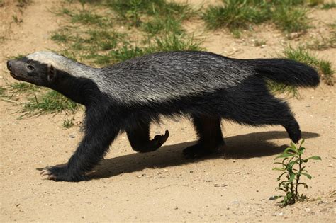 The Honey Badger – The Remarkable Yet Unknown Species of India | JungleSutra - Wildlife Journeys ...