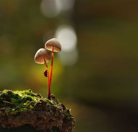 A Magical World Of Mushrooms By Vyacheslav Mishchenko | Bored Panda