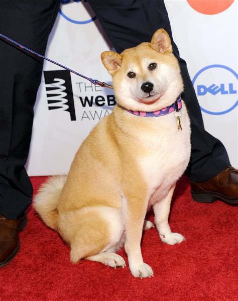 Is Doge Dead? The Famous Meme Dog Was The Subject Of An April Fool's Hoax