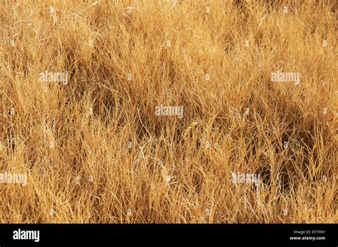 Dry Grass Field Background