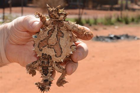 Small Animal Talk: Date with a thorny devil