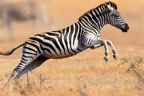 Running through Kruger National park, South Africa | Zebras, Zebra pictures, Zebra