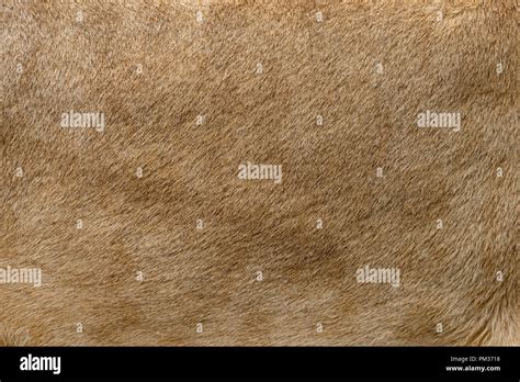 Lion skin hi-res stock photography and images - Alamy