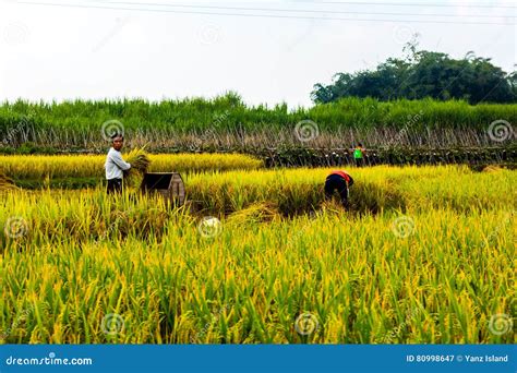 Rice farmers in china editorial photography. Image of meadow - 80998647