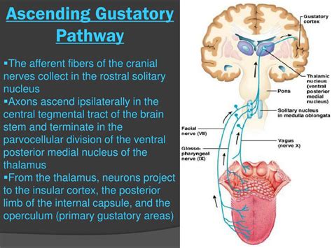 PPT - The gustatory pathway PowerPoint Presentation - ID:168544