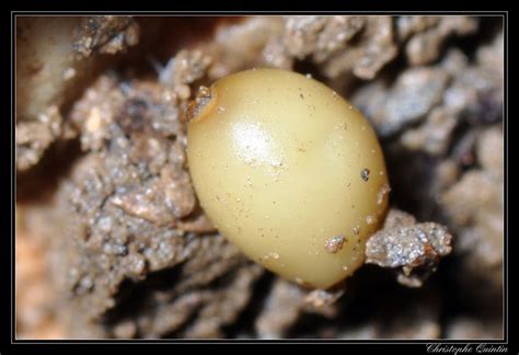 Capsule de lumbricidae | Earthworm eggs cocoon - Nikon D90 +… | Flickr