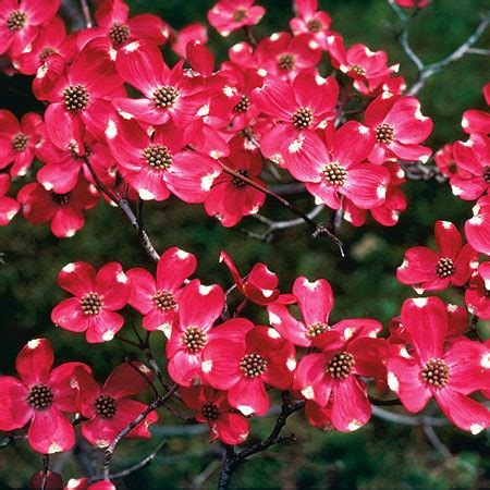 Buy Flowering Red Dogwood Trees Online | The Tree Center