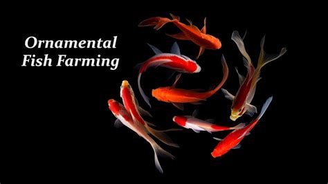 Ornamental Fish Farming Business - YouTube