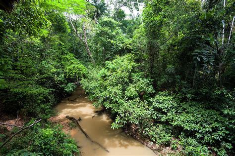 Rainforest At Tambopata River, Tambopata National Reserve, Peru, South America Photograph by ...