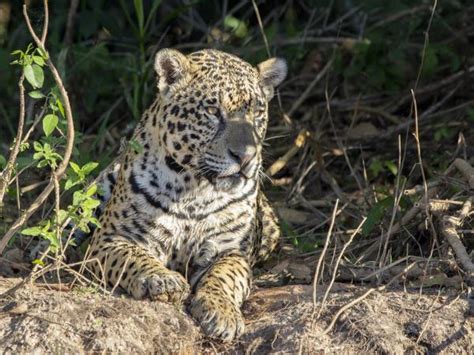 Pantanal wildlife vacation in Brazil | Responsible Travel