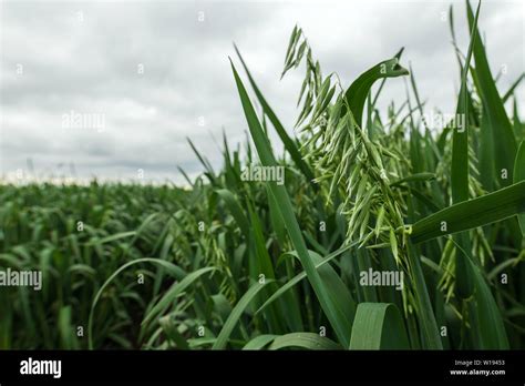 Green organic oat crop plantation field, selective focus Stock Photo - Alamy